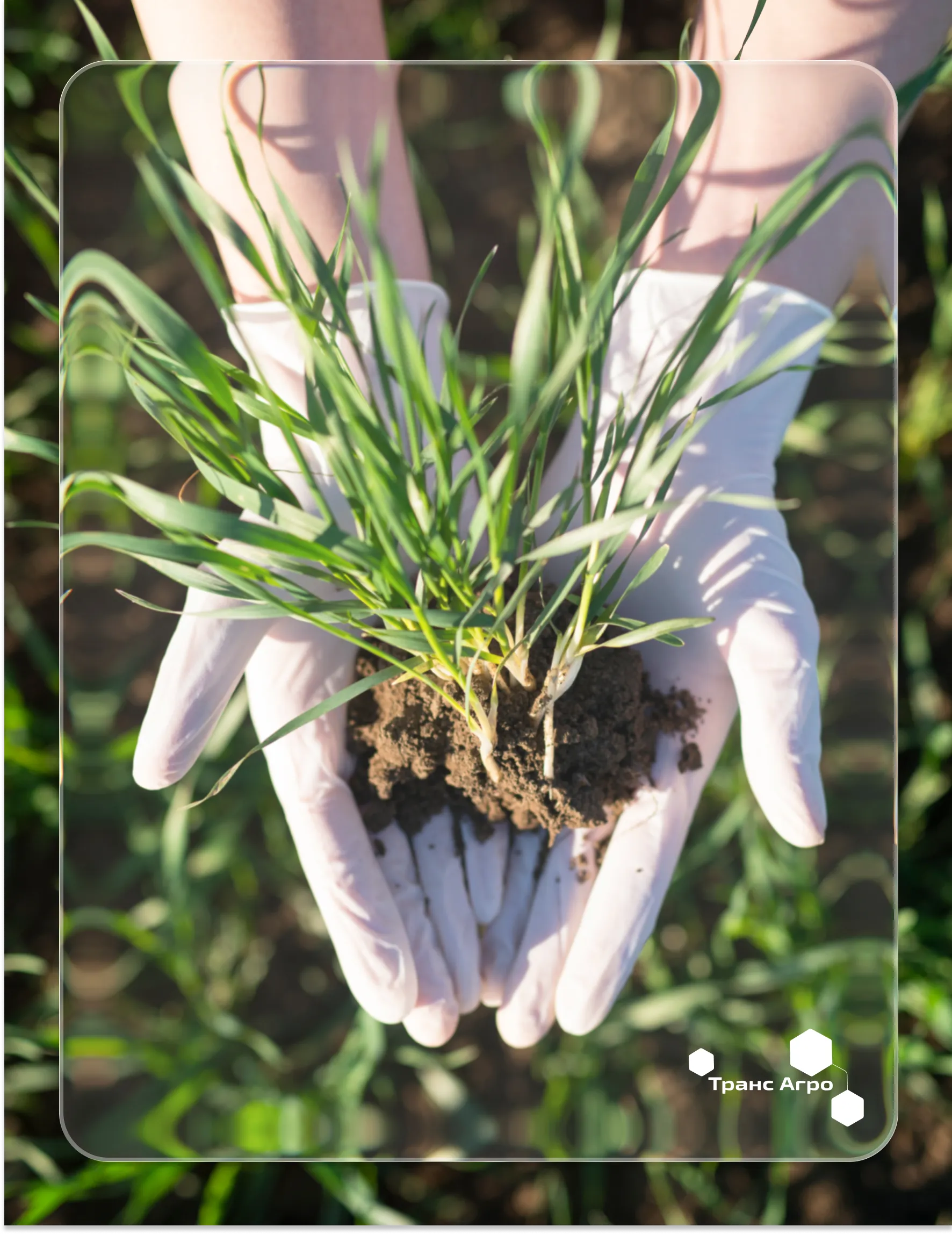 Описание изображения